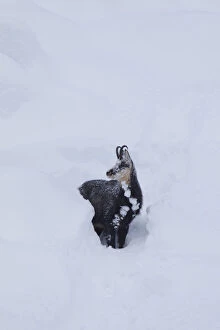 Bovid Gallery: Chamois - buck in deep snow - Italy