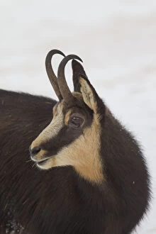 Bovid Gallery: Chamois - buck portrait in winter - Italy