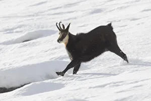 Vertebrata Collection: Chamois buck running 08
