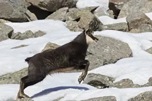 Even Toed Ungulate Prints: Chamois buck running 14