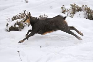 Chamois - buck running in rut season