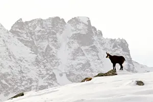 Chamois - buck on snowy mountaintop - Grand Paradise (Gran Paradiso) National Park - Italy