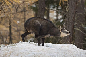 Bovid Gallery: Chamois - buck in winter - Italy