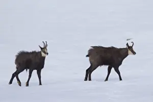 Even Toed Ungulate Prints: Chamois bucks duel 01, S-E Arndt