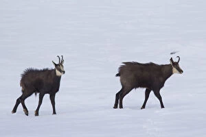 Aosta Gallery: Chamois - two bucks impress each other - Italy Date: 16-Oct-18