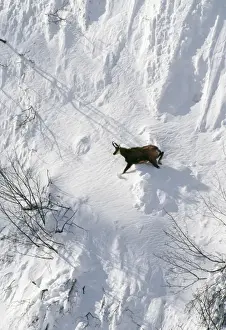 Chamois ED 674 Male in snow, winter, Swiss Alps. Rupicapra rupicapra © Eric Dragesco / ARDEA LONDON