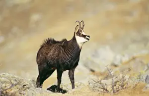 Vocalising Prints: Chamois ED 684 Male, rutting, Mercantour National Park