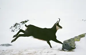 Chamois ED 687 Female running, Mercantour National Park, France. Rupicapra rupicapra © Eric Dragesco / ARDEA LONDON