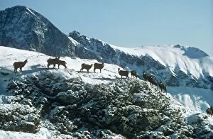 Images Dated 20th March 2009: Chamois Gran Paradiso National Park Italy
