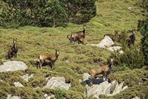 Images Dated 23rd October 2015: Chamois group