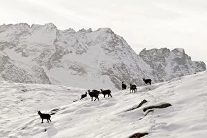 Chamois - group on snowy mountainside