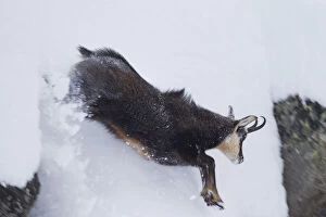 Images Dated 16th October 2018: Chamois - jumping buck in snow - Italien Date: 16-Oct-18