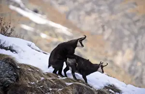 Even Toed Ungulate Prints: Chamois mating 01, S-E Arndt