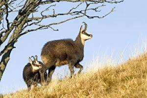 Images Dated 24th November 2011: Chamois - pair in mating season
