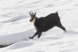 Bovidae Gallery: Chamois - running buck in snow - Italy Date: 03-Dec-18