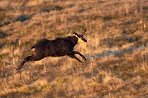 Images Dated 24th November 2011: Chamois - running - at sunrise
