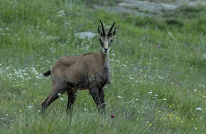 Images Dated 15th April 2019: Chamois, Rupicapra rupicapra, grazing in flowery alpine meadow, Italian Alps. Date: 15-Apr-19