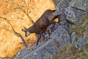 Images Dated 24th November 2011: Chamois - at sunrise
