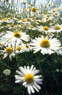 Drink Prints: Chamomile - July