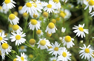 Images Dated 24th February 2006: Chamomile / Scented Mayweed Flower