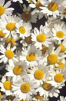 Images Dated 24th February 2006: Chamomile / Scented Mayweed Flower - wild, flowering en masse