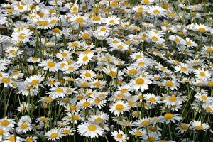 Images Dated 30th May 2003: champ de marguerite Daisies