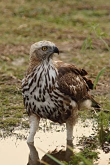 Changeable Hawk Eagle, Corbett National Park