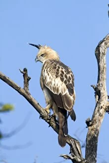 Images Dated 12th December 2011: Changeable Hawk Eagle / Crested Hawk Eagle