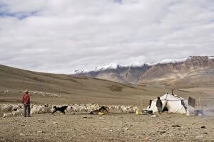 Images Dated 23rd August 2007: Changpa camp - with dog and goat herds