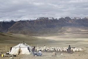 Changpa tent - with goats