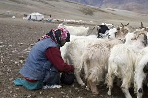 Images Dated 23rd August 2007: Changpa woman milking the goats
