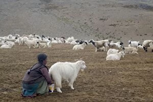 Changpa woman milking the goats