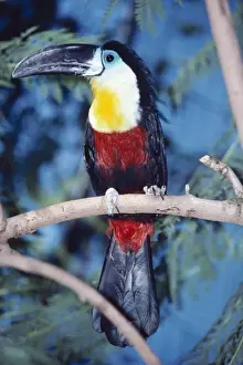 Toucan Prints: Channel billed Toucan KF 8016 Ramphastos v