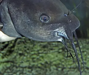 Catfish Prints: Channel Catfish - Well oxygenated freshwaters North America: Central USA