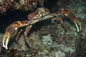 Clinging Gallery: Channel Clinging Crab (Mithrax spinosissimus)