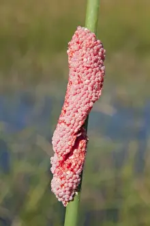 Gastropod Prints: Channeled apple snail eggs - These snails are invasive in Florida and not native