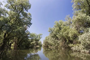 Alder Gallery: Channels and lakes in the Danube Delta