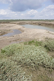 Images Dated 14th June 2008: Channels leading into salt marsh plants and habitat - Freiston Shore Lincolnshire UK