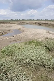 Lincolnshire Prints: Channels leading into salt marsh plants and habitat - Freiston Shore Lincolnshire UK