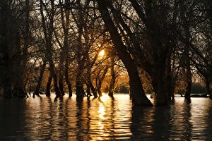 Alder Gallery: Channels during sunrise in the Danube Delta