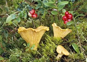 Chanterelle Fungi