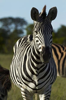 Images Dated 17th September 2013: Chapman's zebra (Equus quagga chapmani)