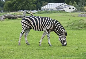 Chapman's Zebra - native of Mozambique, Botswana. Photo - Cotswold Wildlife Park. September