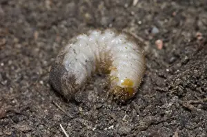 Characteristic C-shaped white grub larva of flower chafer; feeds on plant roots, compost and other rotting vegetation. Adults nocturnal, attracted to lights, feeding on flowers and foliage