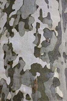 Anatomy Collection: Characteristic multicoloured flaky bark of the Plane tree