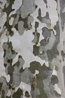 Plane Prints: Characteristic multicoloured flaky bark of the Plane tree