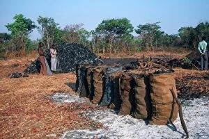 Production Gallery: Charcoal production and sacks for collection forest reserve
