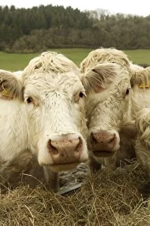 Images Dated 5th March 2007: Charolais Cattle eating hay, Salcombe Regis, South Devon, England