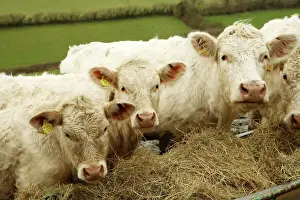 Cattle Prints: Charolais Cattle eating hay, Salcombe Regis
