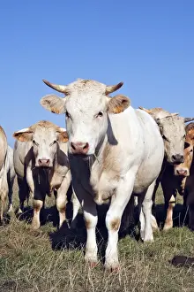 Charolais Prints: Charolais cattle - young cows - herd in field. Somme - France